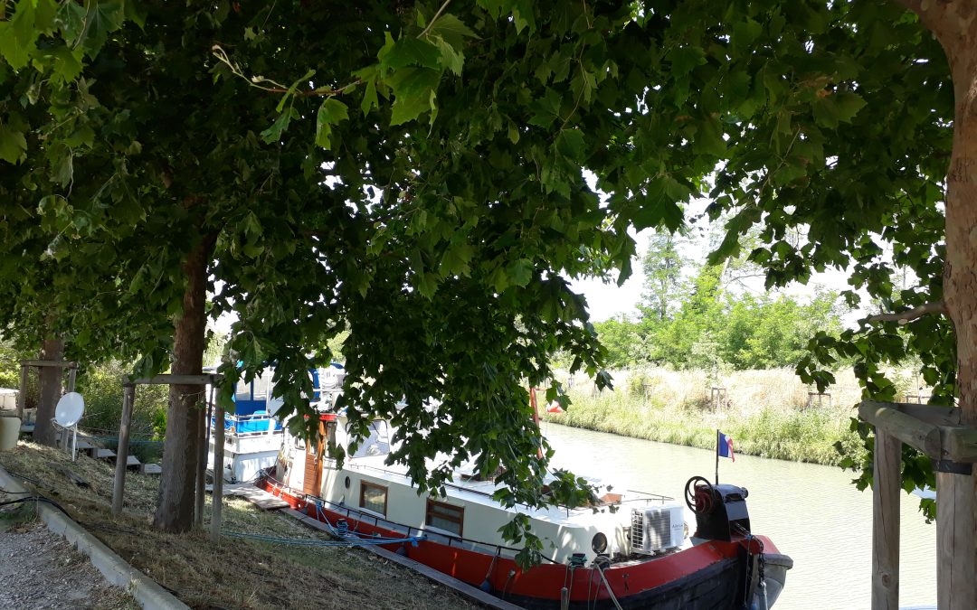 Plan-de-Cuques, 2012, plantation de Platanor &lsquo;Vallis clausa